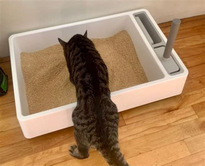 Discover The Best Cat Litter: Your Guide To Odor Control And Feline Comfort